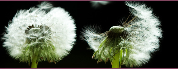 allergy testing