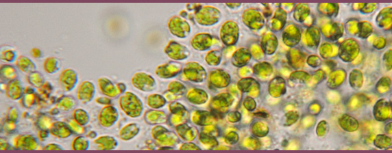 chlorella