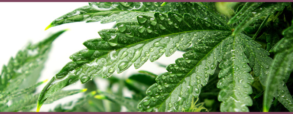 hemp oil
