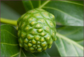 Noni